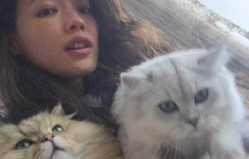 林心如和舒淇成为养猫达人,抱猫咪出镜笑个不停,场面很温馨
