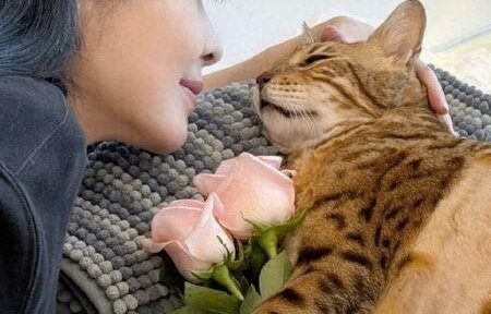 周慧敏痛失爱猫「先后送走了8只猫狗孩子」 剪发曝近照报平安 - 360娱乐|猪皮|郑秀文|豹猫|老猫|自拍照