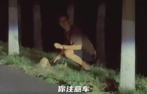 杜江晒实验犬“珍珠”近况，霍思燕温柔以待，10岁嗯哼懂事又乖巧