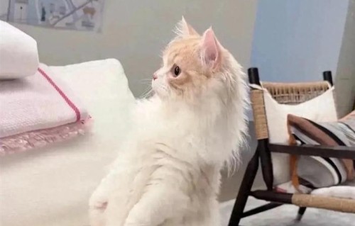 王思聪晒日本豪宅一角，墙上挂东京地图很抢镜，和懒懒要长期居住