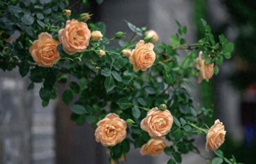 你们之间的安全距离，是122公分