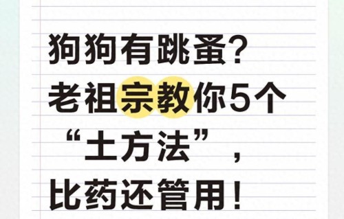 狗狗有跳蚤？老祖宗教你5个土方法，比药还管用！