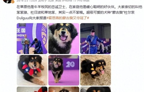 刚过两周，霍思燕再传喜讯！丈夫杜江发文： 笨笨狼向全国报道，中国原生犬种蒙古獒创历史