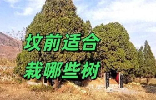 不是迷信，老话坟前生3树，子孙代代富，3树指啥？有道理吗？
