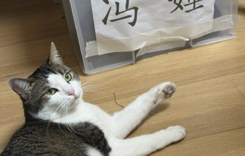 杨幂芒种晒爱猫巧巧，布衣造型与圆萌宠物治愈全网
