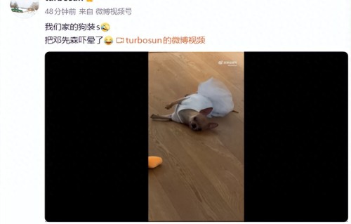 孙俪家小狗戏精附体！装死吓懵邓超，无奈“训话”：你可以不演戏吗？网友爆笑调侃：果然邓超孙俪家的狗子，都自带演戏天赋 