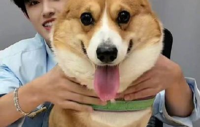 张极出道600天直播抱不动爱犬？网友：萌物叠buff心都化了