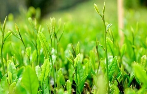 人到中年，戒掉你的“东张西望”：守好小日子，才是顶级活法