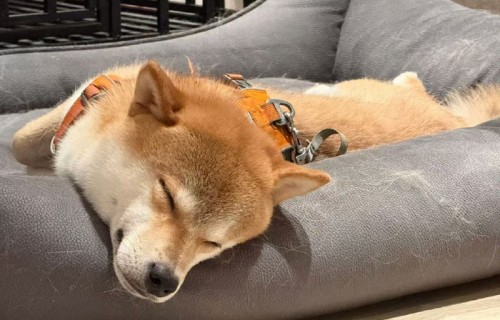 张真源发博庆祝呼安到家三周年|可爱小狗