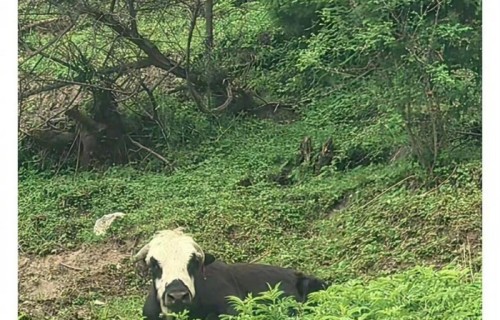郭晓婷四川草原偶遇小牛，隔空喊话心头好|吐槽|合影|样子