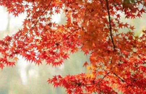 老了才懂，永远不要在兄弟姐妹面前，随口说这5句！再亲也不行