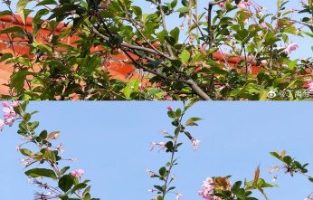 粉丝对于丁禹兮分享海棠花的反应是怎样的？|明星宠粉|影视热映|天才游戏|明星赏花日常|手作