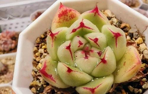 独立不是选择，是清醒者的生存法则，你的底气，终究来自自己